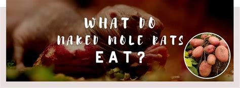 naked mole-rat diet|Naked mole